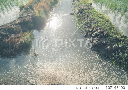 六月稻田旁的水道 107162400