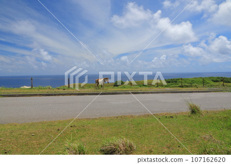 與那國島東崎的風景，透過可愛的與那國馬，俯瞰美麗的東海 107162620