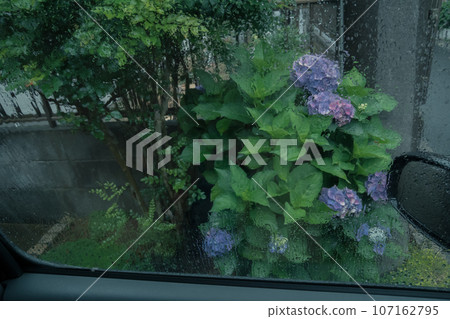 繡球花園 107162795