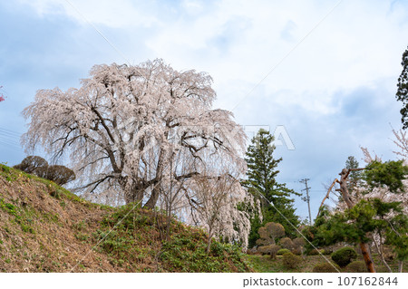 Weeping cherry blossoms at Futsumatsu Park in the Okitama Sakura Corridor in Nanyo City, Yamagata Prefecture Weeping cherry blossoms at Futsumatsu Park in the Okitama Sakura Corridor in Nanyo City, Yamagata Prefecture 107162844
