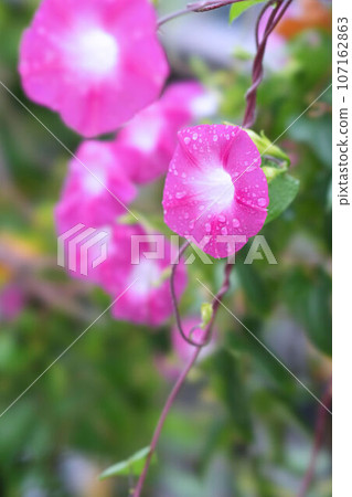 牽牛花 牽牛花 107162863