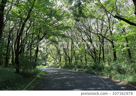 Forest road wrapped in fresh green Forest road wrapped in fresh green 107162878