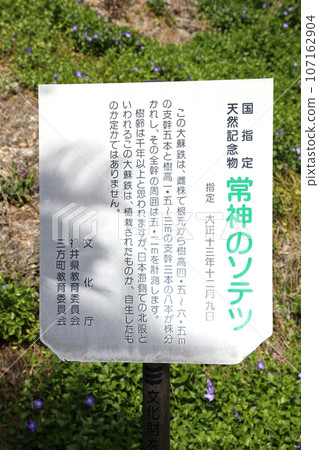 若狹常神漁港 若狹常神 福井縣常神蘇鐵類 若狹町常神民宿區 若狹常神町 若狹灣 日本海 若狹常神漁港 若狹常神 福井縣常神蘇鐵類 若狹町常神民宿區 若狹常神町 若狹灣 日本海 107162904