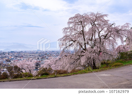 從山形縣南陽市置玉櫻花走廊二松公園的一棵大櫻花樹上眺望城市景觀 從山形縣南陽市置玉櫻花走廊二松公園的一棵大櫻花樹上眺望城市景觀 107162979