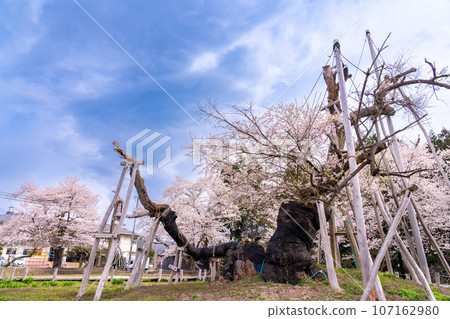 山形縣長井市置玉櫻花走廊內的諫澤久保櫻花樹，樹齡約1200年 107162980