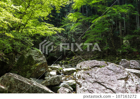 Red-eye valley in early summer 107163272