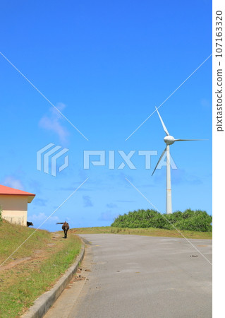 The peaceful scenery of Yonagunijima Higashi Ranch where Yonaguni horses walk towards the white windmill that shines against the blue sky. 107163320