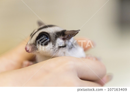 Momonga在你的手掌上 107163409