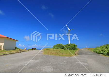 The open scenery of Yonagunijima Higashi Ranch where cows leisurely cross the road The open scenery of Yonagunijima Higashi Ranch where cows leisurely cross the road 107163432