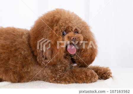 toy poodle toy poodle 107163562