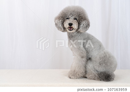 玩具貴賓犬 107163959