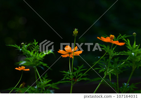 [Shiga] The blue bee (Lurimon bee), which is famous for its happiness when seen, has arrived at Kibana Cosmos. 107164031
