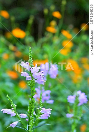 [Shiga] The blue bee (Lurimon bee), which is famous for its happiness when seen, has arrived at Kibana Cosmos. 107164036