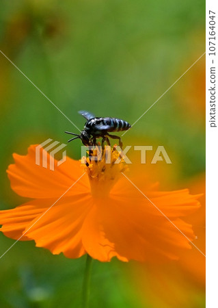 [Shiga] The blue bee (Lurimon bee), which is famous for its happiness when seen, has arrived at Kibana Cosmos. 107164047
