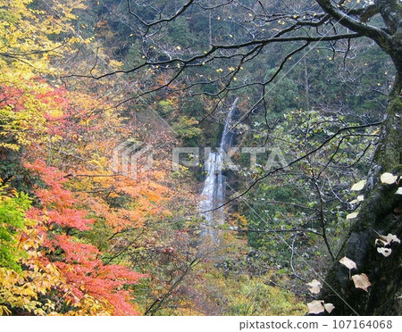 Mikaeri waterfall and autumn leaves in Akita Dakigaeri Valley Mikaeri waterfall and autumn leaves in Akita Dakigaeri Valley 107164068