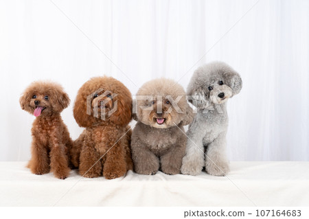 4隻玩具貴賓犬 107164683
