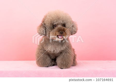 玩具貴賓犬 107164691