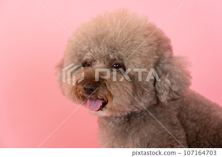 toy poodle toy poodle 107164703