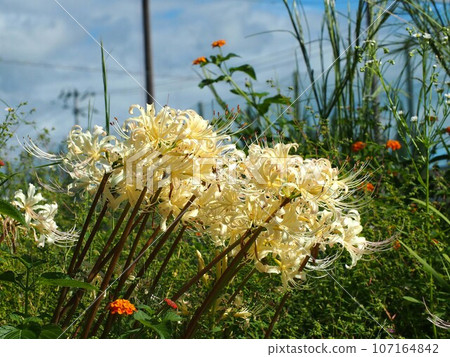 Higanbana bathed in the autumn sky and sunlight (white Manjushala flowers growing in clusters in the flower bed) Higanbana bathed in the autumn sky and sunlight (white Manjushala flowers growing in clusters in the flower bed) 107164842