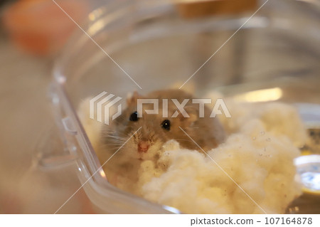Cute jungarian hamster 107164878