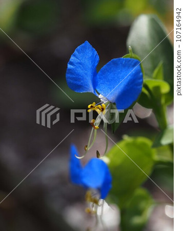 Blue dayflower flowers (close-up of dewdrops exposed to the morning sun) 107164942