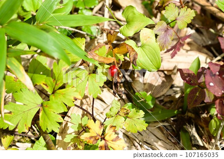 Hachimantai plant Red fruit of Takeshimaran Hachimantai plant Red fruit of Takeshimaran 107165035
