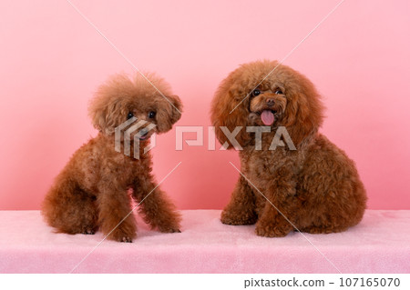 2 Toy Poodle 2 Toy Poodle 107165070