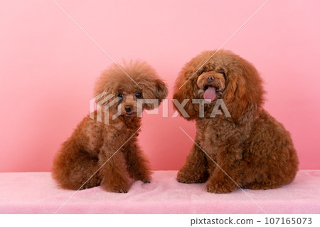 2 Toy Poodle 2 Toy Poodle 107165073