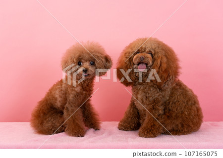 2玩具貴賓犬 2玩具貴賓犬 107165075
