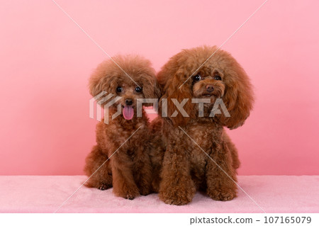 2玩具貴賓犬 2玩具貴賓犬 107165079
