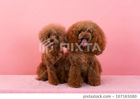 2玩具貴賓犬 107165080