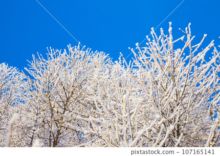 Snow tree branches or tree crown on blue sky. Winter frosty sunny day texture background. View from below 107165141