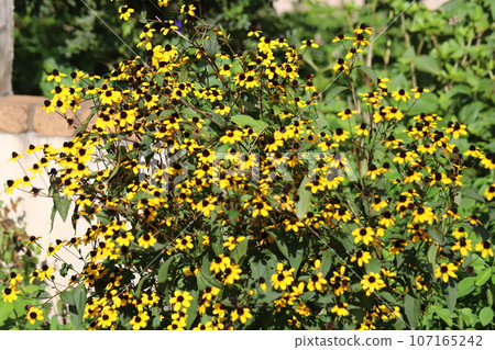 秋天花園裡盛開的黃色金光菊塔卡奧花 107165242