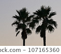 與棕櫚樹的風景 107165360