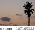 與棕櫚樹的晚上視圖 107165388