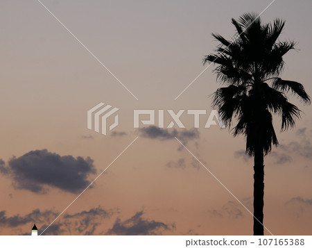與棕櫚樹的晚上視圖 與棕櫚樹的晚上視圖 107165388