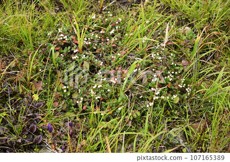 Plants of Hachimantai Shiratamanoki Plants of Hachimantai Shiratamanoki 107165389