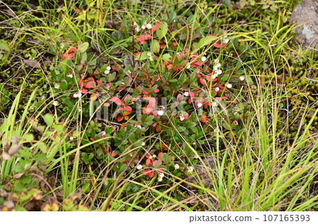 Plants of Hachimantai Shiratamanoki Plants of Hachimantai Shiratamanoki 107165393