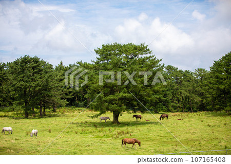 Jeju Horse Ranch, a representative tourist attraction in Jeju Island Jeju Horse Ranch, a representative tourist attraction in Jeju Island 107165408