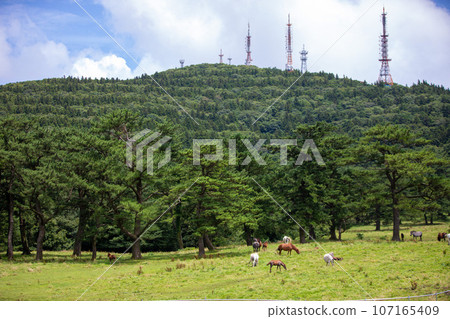 Jeju Horse Ranch, a representative tourist attraction in Jeju Island Jeju Horse Ranch, a representative tourist attraction in Jeju Island 107165409