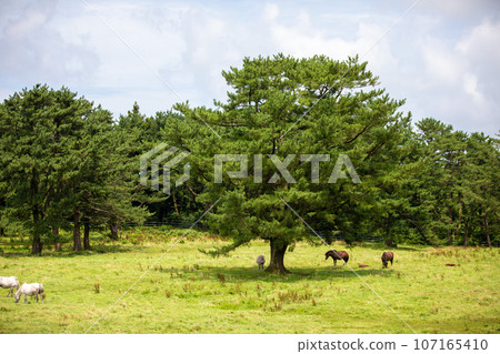 Jeju Horse Ranch, a representative tourist attraction in Jeju Island Jeju Horse Ranch, a representative tourist attraction in Jeju Island 107165410
