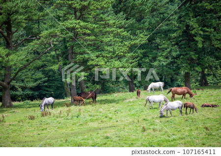 Jeju Horse Ranch, a representative tourist attraction in Jeju Island Jeju Horse Ranch, a representative tourist attraction in Jeju Island 107165411