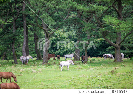 Jeju Horse Ranch, a representative tourist attraction in Jeju Island Jeju Horse Ranch, a representative tourist attraction in Jeju Island 107165421