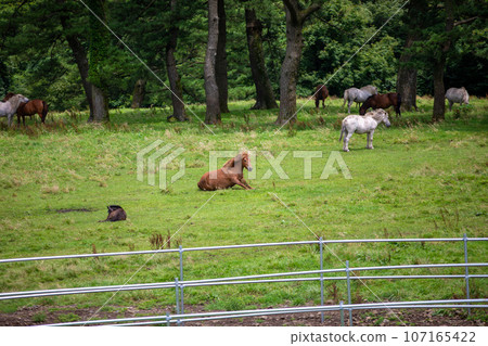 Jeju Horse Ranch, a representative tourist attraction in Jeju Island Jeju Horse Ranch, a representative tourist attraction in Jeju Island 107165422