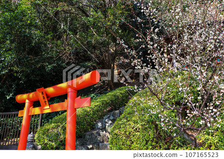 Shrine's red torii gate and white plum blossoms 107165523