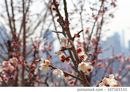 李子和蜜蜂 李子和蜜蜂 107165533