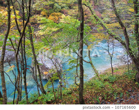 The contrast between the cobalt blue clear stream of Tamagawa River and the autumn leaves of the trees in Akita Dakigaeri Valley The contrast between the cobalt blue clear stream of Tamagawa River and the autumn leaves of the trees in Akita Dakigaeri Valley 107165600