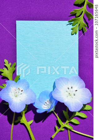 Blue natural title space mockup with cute nemophila flowers on purple background, vertical Blue natural title space mockup with cute nemophila flowers on purple background, vertical 107165648