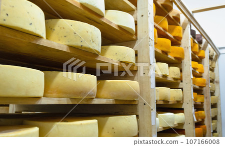 Round cheese heads in the cheese factory lie on the shelves of the racks in the storage for maturation. Production of natural cheese, food warehouse 107166008