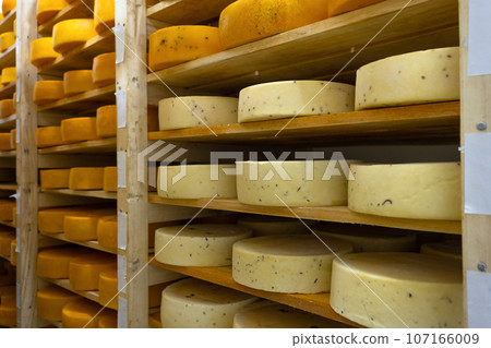 Round cheese heads in the cheese factory lie on the shelves of the racks in the storage for maturation. Production of natural cheese, food warehouse Round cheese heads in the cheese factory lie on the shelves of the racks in the storage for maturation. Production of natural cheese, food warehouse 107166009